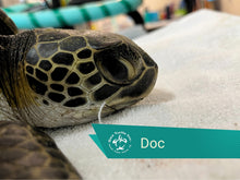 Load image into Gallery viewer, Patient Adoption