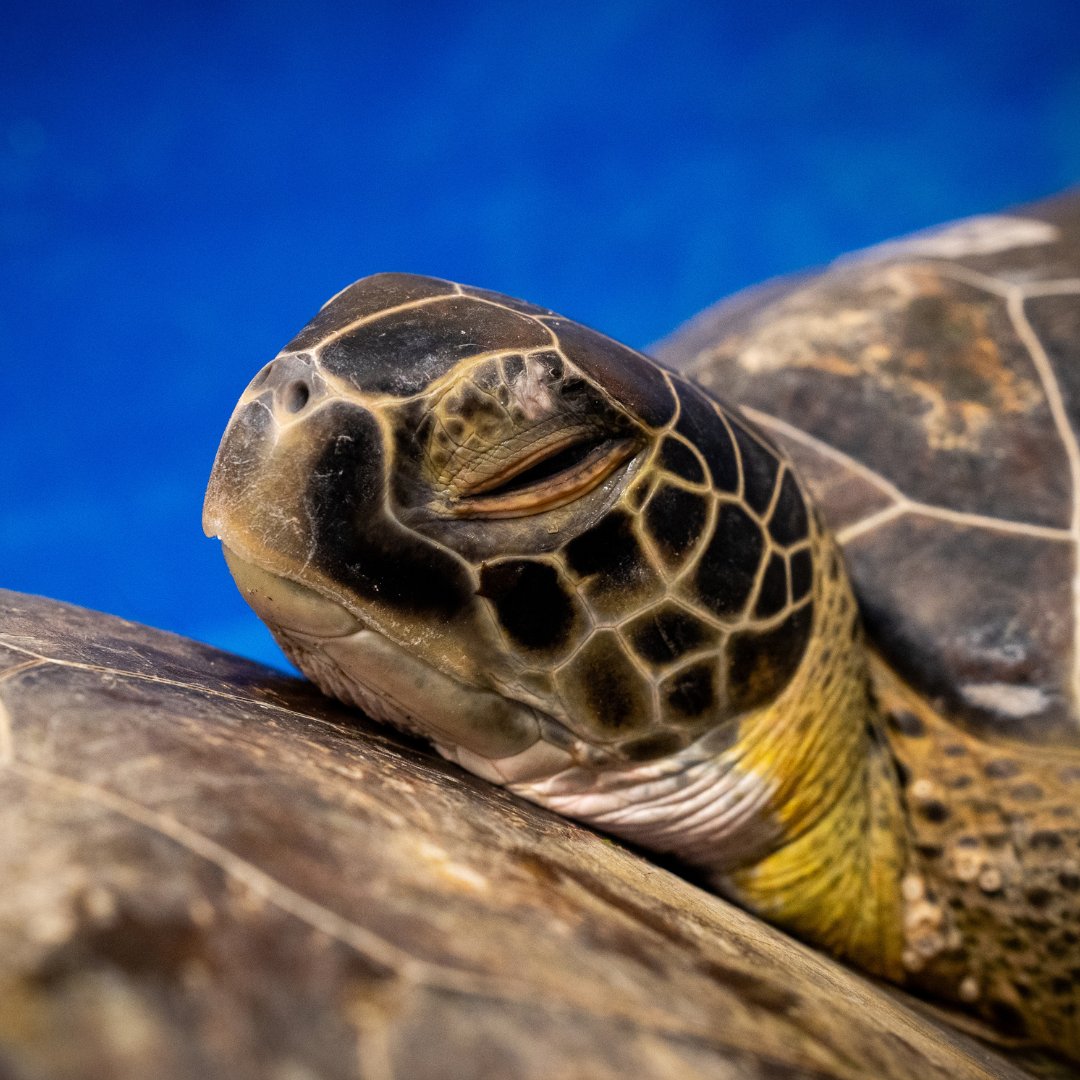 Adoptions – Sea Turtle, Inc.