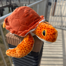 Load image into Gallery viewer, Tango the Loggerhead