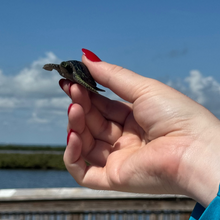 Load image into Gallery viewer, $2 Turtle Toys