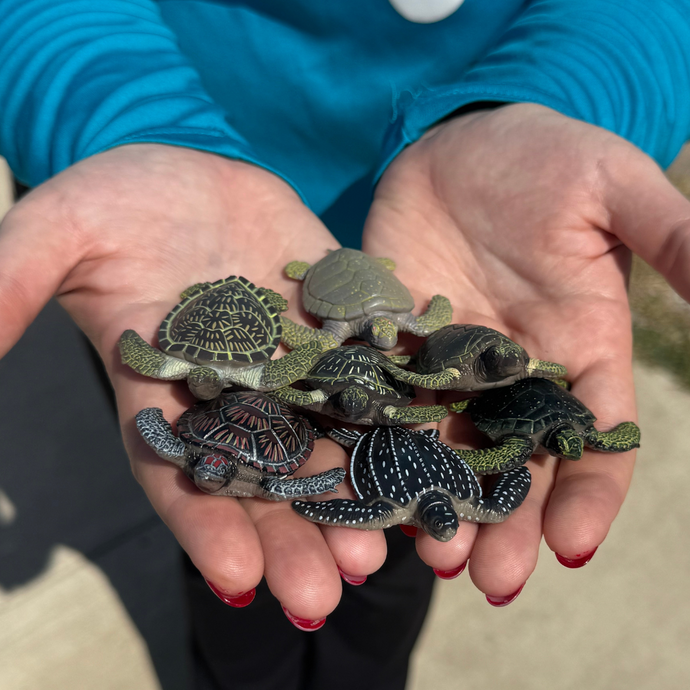$2 Turtle Toys