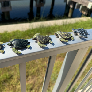 $2 Turtle Toys