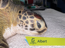 Load image into Gallery viewer, Patient Adoption