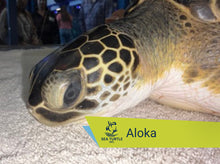 Load image into Gallery viewer, Patient Adoption