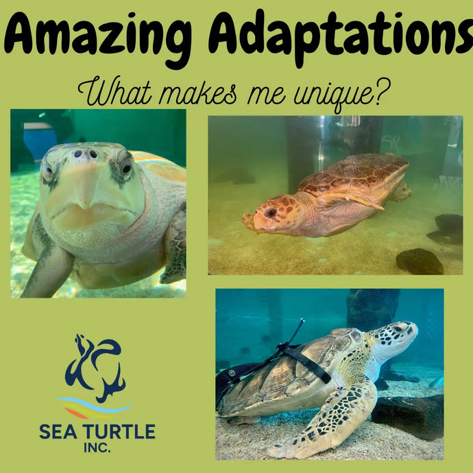 Virtual Lesson Plan Topic Amazing Adaptations