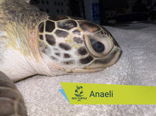 Load image into Gallery viewer, Patient Adoption