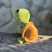 Load image into Gallery viewer, Baby Big Eyed Turtle