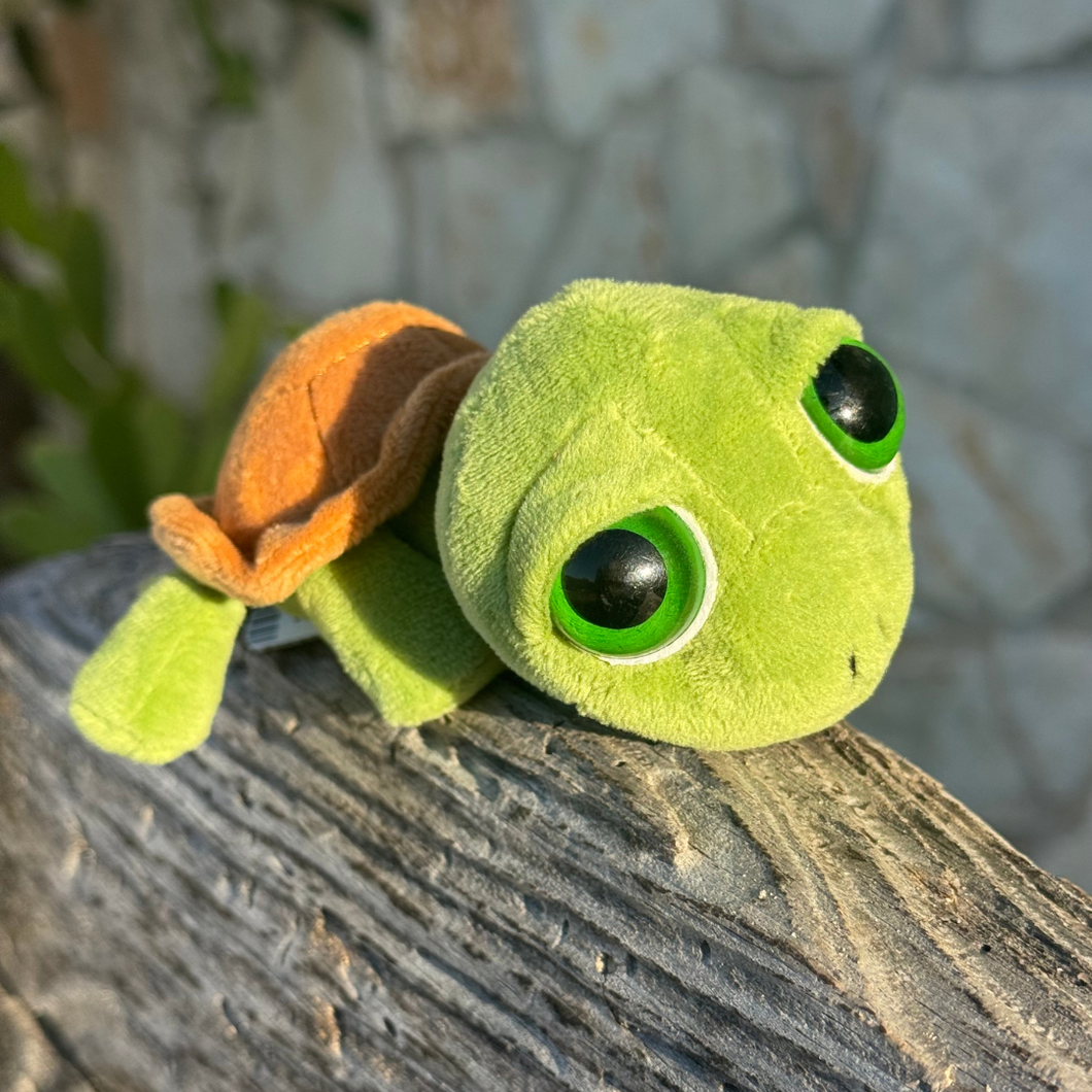 Baby Big Eyed Turtle