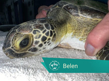 Load image into Gallery viewer, Patient Adoption