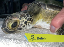 Load image into Gallery viewer, Patient Adoption