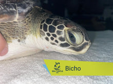 Load image into Gallery viewer, Patient Adoption