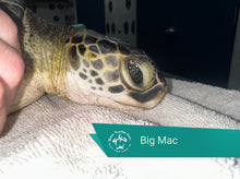 Load image into Gallery viewer, Patient Adoption