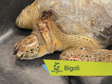 Load image into Gallery viewer, Patient Adoption