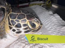 Load image into Gallery viewer, Patient Adoption