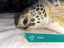 Load image into Gallery viewer, Patient Adoption
