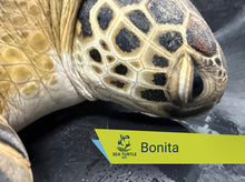 Load image into Gallery viewer, Patient Adoption