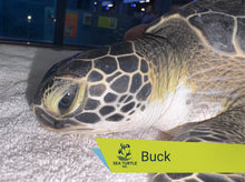 Load image into Gallery viewer, Patient Adoption