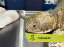 Load image into Gallery viewer, Patient Adoption