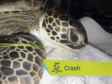 Load image into Gallery viewer, Patient Adoption