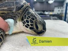 Load image into Gallery viewer, Patient Adoption