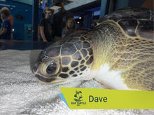 Load image into Gallery viewer, Patient Adoption