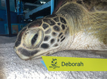 Load image into Gallery viewer, Patient Adoption