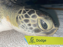 Load image into Gallery viewer, Patient Adoption