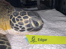 Load image into Gallery viewer, Patient Adoption