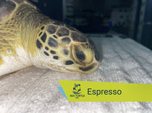 Load image into Gallery viewer, Patient Adoption