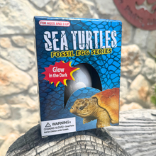 Load image into Gallery viewer, Fossil Sea Turtle Egg