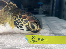 Load image into Gallery viewer, Patient Adoption