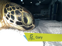 Load image into Gallery viewer, Patient Adoption