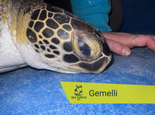 Load image into Gallery viewer, Patient Adoption