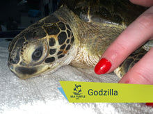 Load image into Gallery viewer, Patient Adoption