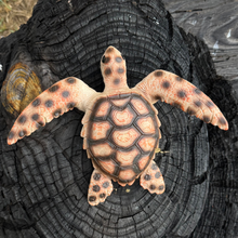 Load image into Gallery viewer, Hawksbill Toy