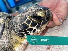 Load image into Gallery viewer, Patient Adoption