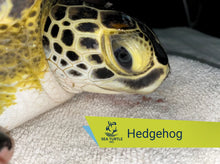 Load image into Gallery viewer, Patient Adoption