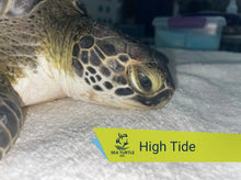 Load image into Gallery viewer, Patient Adoption