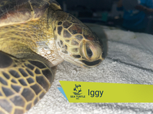 Load image into Gallery viewer, Patient Adoption