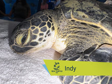 Load image into Gallery viewer, Patient Adoption