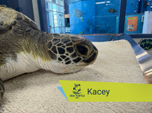 Load image into Gallery viewer, Patient Adoption