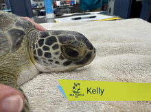 Load image into Gallery viewer, Patient Adoption