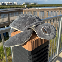 Load image into Gallery viewer, Kemp&#39;s Ridley Biggie