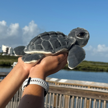 Load image into Gallery viewer, Kemp's Ridley Mini