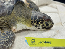 Load image into Gallery viewer, Patient Adoption