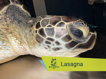 Load image into Gallery viewer, Patient Adoption