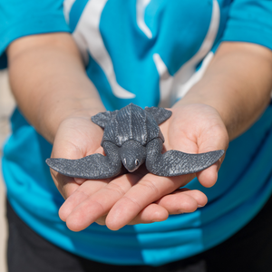Leatherback Sea Turtle Baby