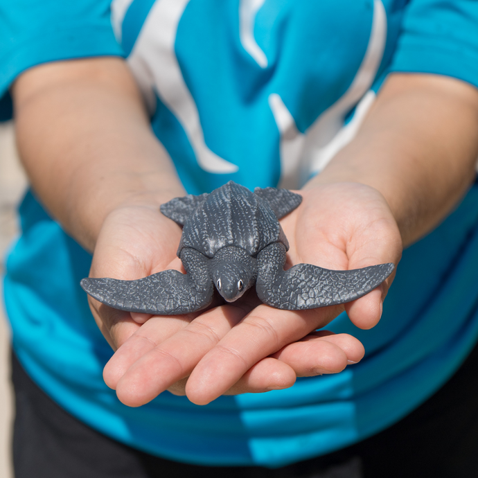 Leatherback Sea Turtle Baby