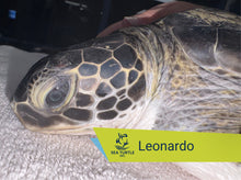 Load image into Gallery viewer, Patient Adoption