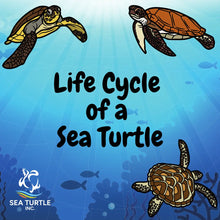 Load image into Gallery viewer, Virtual Lesson Plan Topic Life Cycle of a Sea Turtle